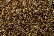 David Plant Photography - Wildlife Photography - Honey bee - F