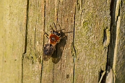 David Plant Photography - Wildlife Photography - Orange-tailed mining bee, Andrena haemorrhoa - E