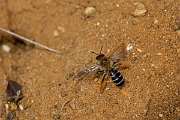 David Plant Photography - Wildlife Photography - Pantaloon bee, Dasypoda hirtipes - A