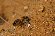 David Plant Photography - Wildlife Photography - Pantaloon bee, Dasypoda hirtipes - C