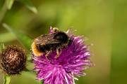 David Plant Photography - Wildlife Photography - Red-shanked bumblebee, Bombus ruderarius - A