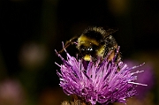David Plant Photography - Wildlife Photography - Red-tailed bumblebee, Bombus lapidarius - B