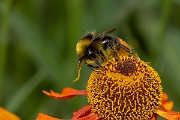 David Plant Photography - Wildlife Photography - Red-tailed bumblebee, Bombus lapidarius - E