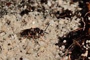 David Plant Photography - Wildlife Photography - Red-thighed epeolus, Epeolus cruciger - A