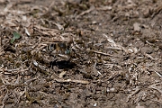 David Plant Photography - Wildlife Photography - Silvery leafcutter bee, Megachile leachella - A