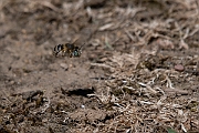 David Plant Photography - Wildlife Photography - Silvery leafcutter bee, Megachile leachella - B