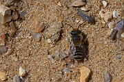 David Plant Photography - Wildlife Photography - Silvery leafcutter bee, Megachile leachella - F