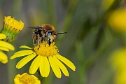 David Plant Photography - Wildlife Photography - Silvery leafcutter bee, Megachile leachella - I