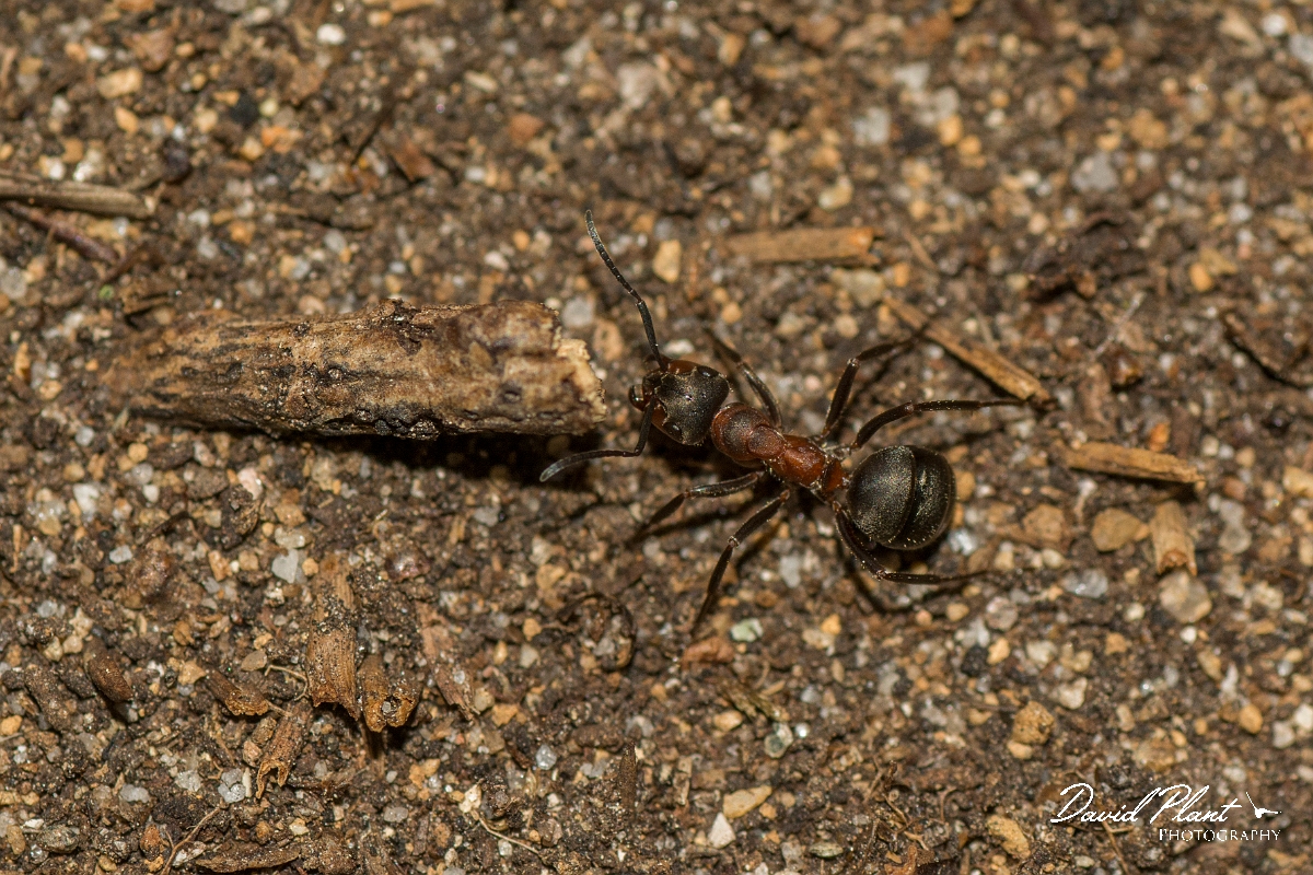 David Plant Photography - Wildlife Photography - Formica aquilonia - B.jpg - Scottish wood ant, Formica aquilonia - Highlands