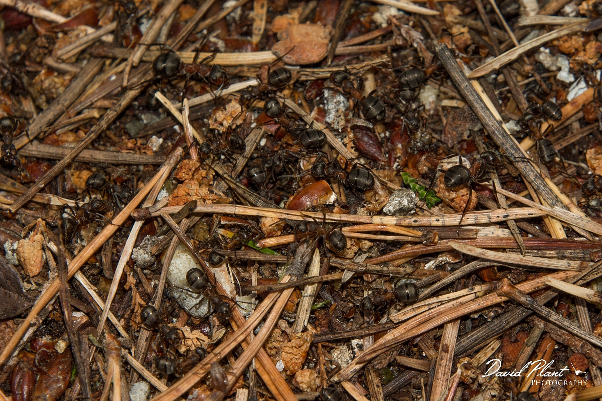 David Plant Photography - Wildlife Photography - Formica aquilonia - C.jpg - Scottish wood ant, Formica aquilonia - Highlands