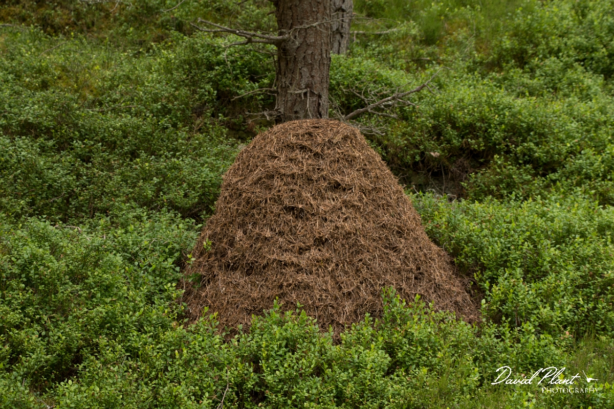 David Plant Photography - Wildlife Photography - Formica aquilonia - E.jpg - Scottish wood ant, Formica aquilonia - Highlands