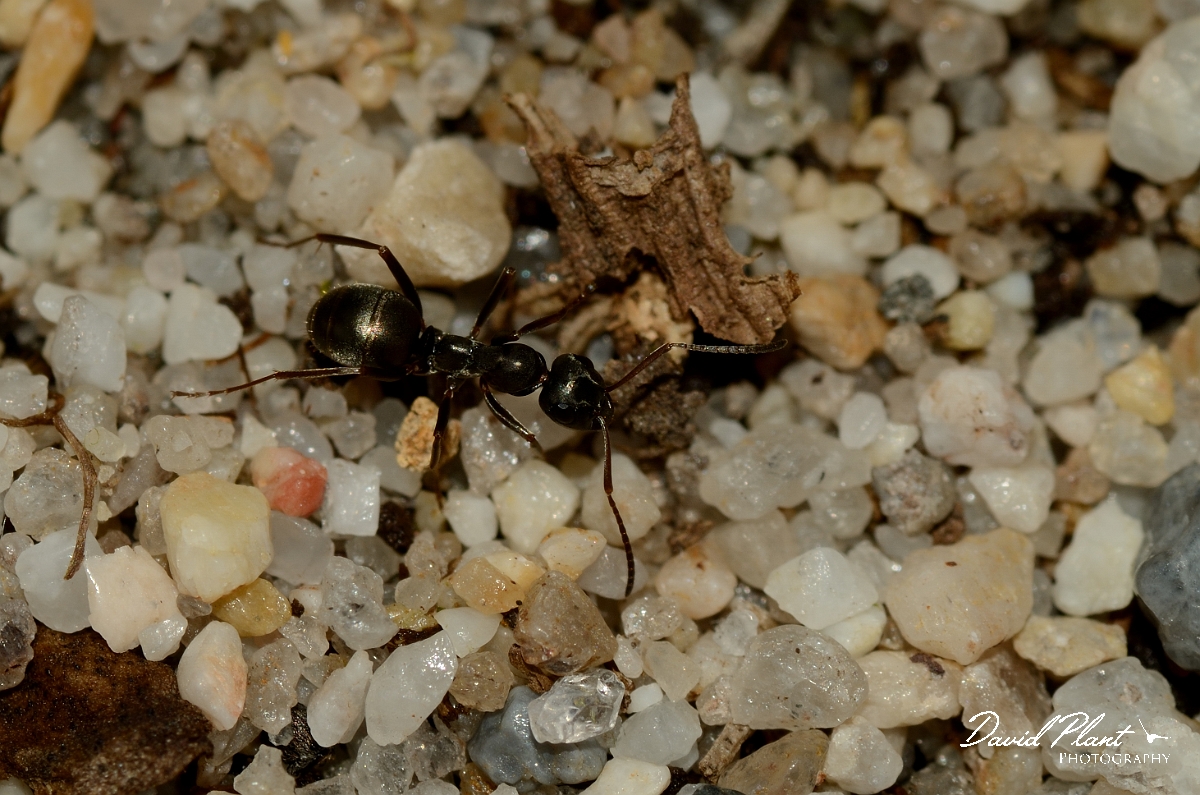 David Plant Photography - Wildlife Photography - Formica fusca - B.jpg - Formica fusca - Dorset