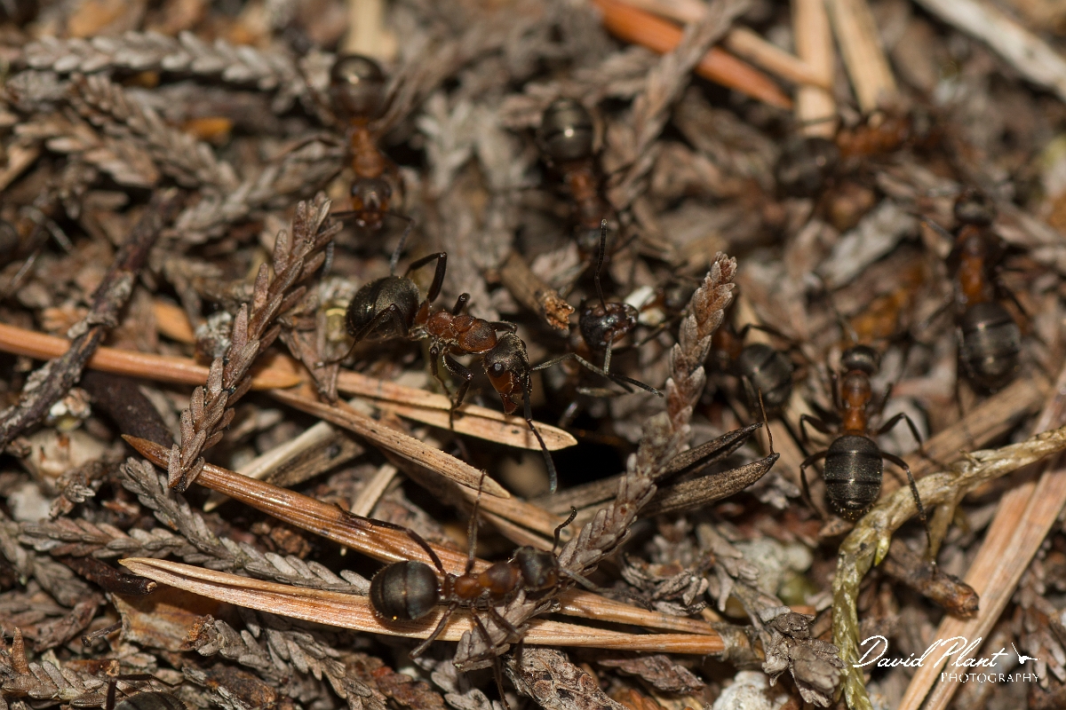 David Plant Photography - Wildlife Photography - Formica lugubris - B.jpg - Hairy wood ant, Formica lugubris - Perth and Kinross