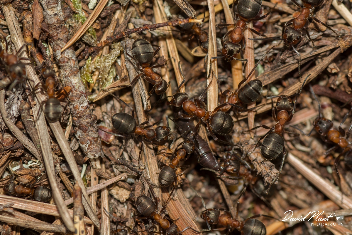 David Plant Photography - Wildlife Photography - Formica lugubris - E.jpg - Hairy wood ant, Formica lugubris - Perth and Kinross
