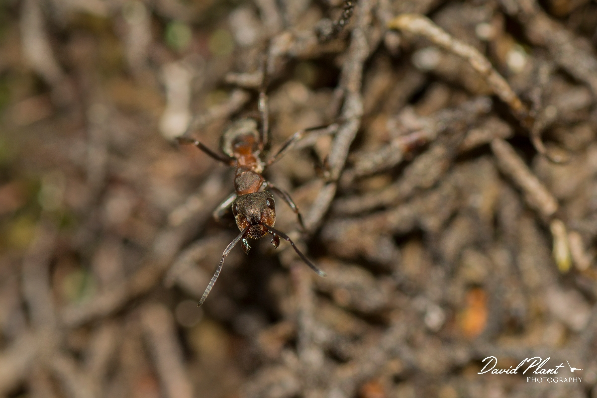 David Plant Photography - Wildlife Photography - Formica lugubris - J.jpg - Hairy wood ant, Formica lugubris - Perth and Kinross