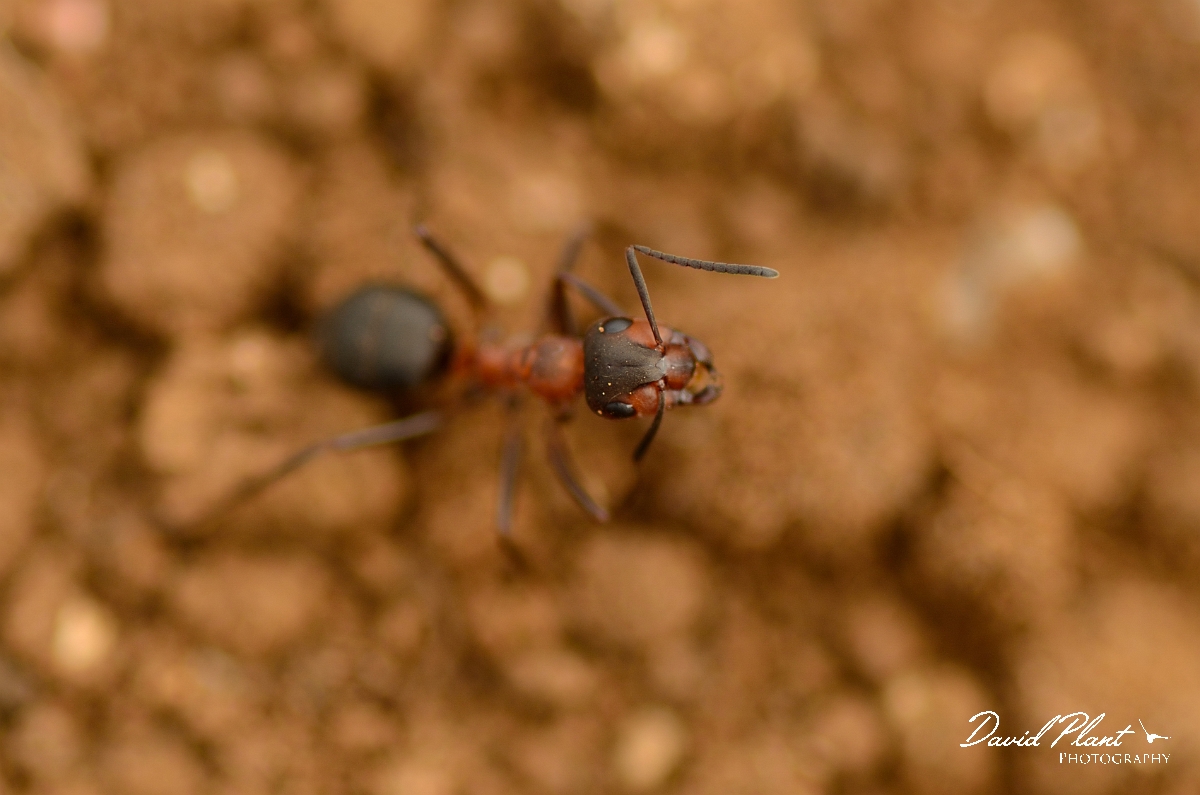 David Plant Photography - Wildlife Photography - Southern wood ant - Formica rufa - C.jpg - Southern wood ant, Formica rufa - Cambridgeshire