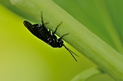 David Plant Photography - Wildlife Photographer - Solomon's seal sawfly, Phymatocera aterrima - B