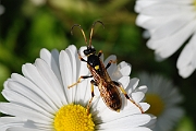 David Plant Photography - Wildlife Photographer - Unknown species1