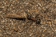 David Plant Photography - Wildlife Photography - Formica aquilonia - B