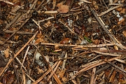David Plant Photography - Wildlife Photography - Formica aquilonia - C