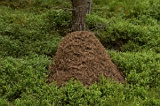 David Plant Photography - Wildlife Photography - Formica aquilonia - E