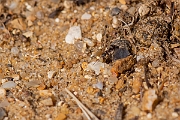 David Plant Photography - Wildlife Photography - Formica cunicularia - C