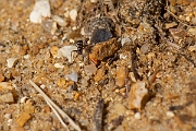 David Plant Photography - Wildlife Photography - Formica cunicularia - D