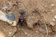 David Plant Photography - Wildlife Photography - Formica cunicularia - E