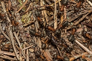 David Plant Photography - Wildlife Photography - Formica lugubris - E