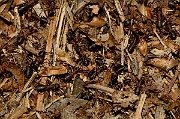 David Plant Photography - Wildlife Photography - Formica rufa - A