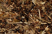 David Plant Photography - Wildlife Photography - Formica rufa - B
