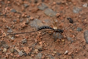 David Plant Photography - Wildlife Photography - Sabre Wasp, Rhyssa persuasoria - B