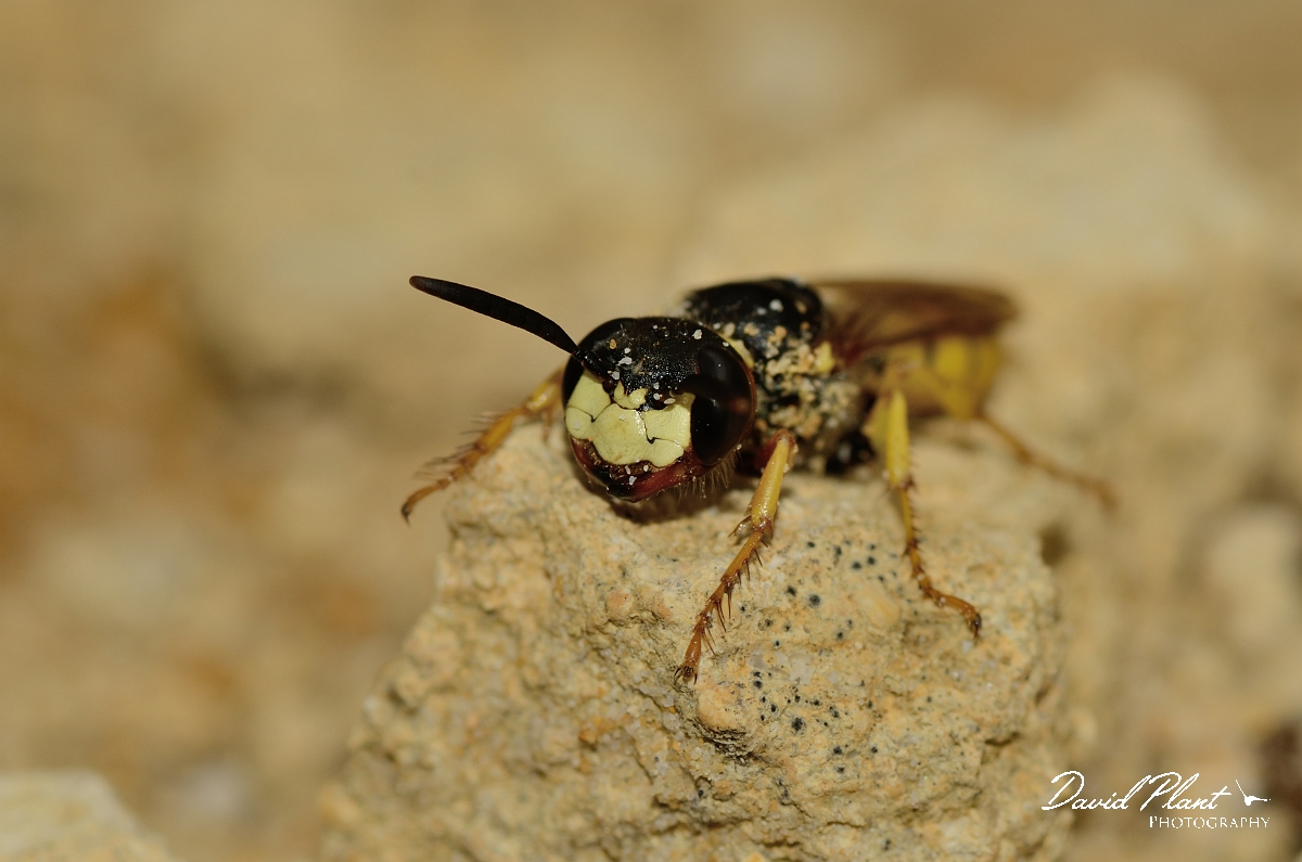 David Plant Photography - Wildlife Photography - Beewolf, Philanthus triangulum - G.jpg - Beewolf, Philanthus triangulum, female - Cambridegshire