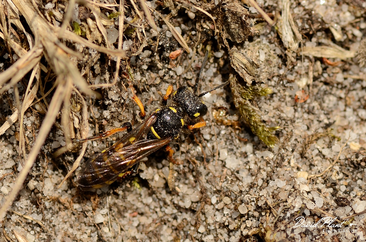 David Plant Photography - Wildlife Photography - Sand tailed digger wasp, Cerceris arenaria - A.jpg - Sand tailed digger wasp, Cerceris arenaria - Dorset