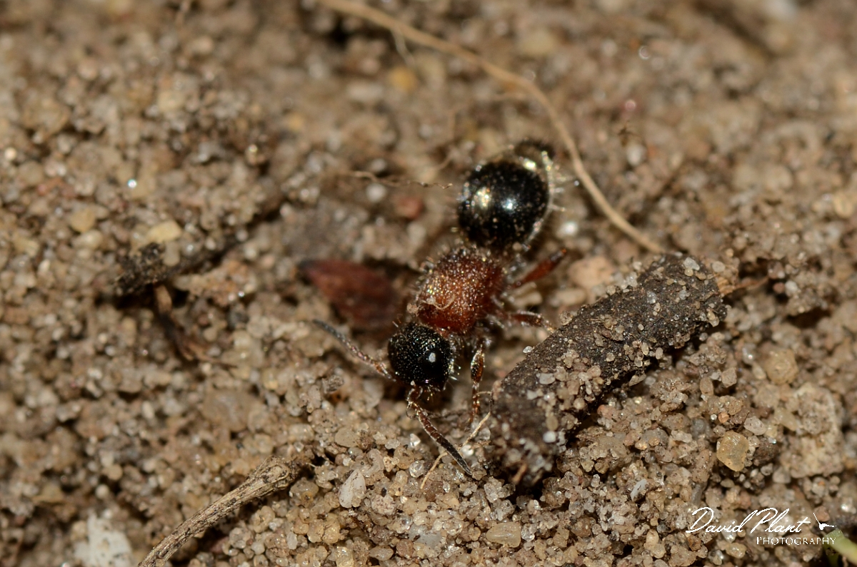 David Plant Photography - Wildlife Photography - Small velvet ant, Smicromyrme rufipes - B.jpg - Small velvet ant, Smicromyrme rufipes - Suffolk