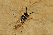 David Plant Photography - Wildlife Photography - Beewolf, Philanthus triangulum - E