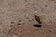 David Plant Photography - Wildlife Photography - Beewolf, Philanthus triangulum - H