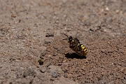 David Plant Photography - Wildlife Photography - Beewolf, Philanthus triangulum - I