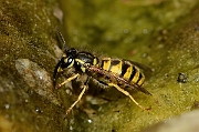 David Plant Photography - Wildlife Photography - Common wasp, Vespula vulgaris - A
