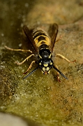 David Plant Photography - Wildlife Photography - Common wasp, Vespula vulgaris - B