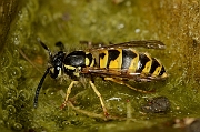 David Plant Photography - Wildlife Photography - Common wasp, Vespula vulgaris - C