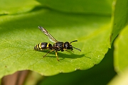 David Plant Photography - Wildlife Photography - Early mason-wasp, Ancistrocerus nigricornis - D