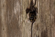David Plant Photography - Wildlife Photography - Ectemnius cavifrons - D