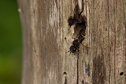 David Plant Photography - Wildlife Photography - Ectemnius cavifrons - E