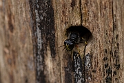 David Plant Photography - Wildlife Photography - Ectemnius cavifrons - G