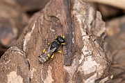 David Plant Photography - Wildlife Photography - Ectemnius cavifrons - I