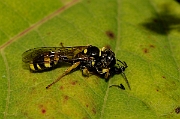 David Plant Photography - Wildlife Photography - Field digger wasp Mellinus arvensis - A