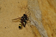 David Plant Photography - Wildlife Photography - Field digger wasp Mellinus arvensis - B