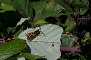 David Plant Photography - Wildlife Photography - German wasp, Vespula germanica - A
