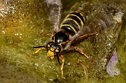 David Plant Photography - Wildlife Photography - Median wasp, Dolichovespula media - B
